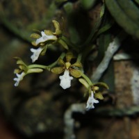 Trichoglottis quadriga Atthan., C.Bandara, Peiris & Kumar